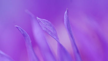 Image by Dominik Scythe