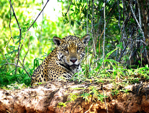 Pantanal: dove la natura domina incontrastata