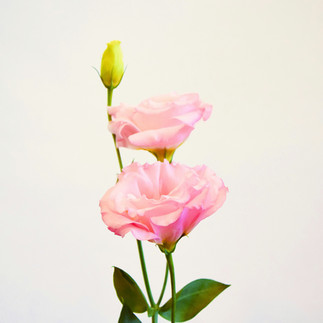 LIsianthus