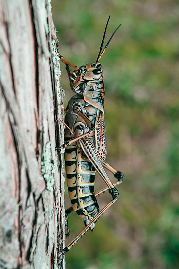 Image by Timothy Dykes