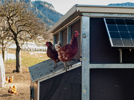 Solar for Poultry & Egg Farms: Cut Power Bills