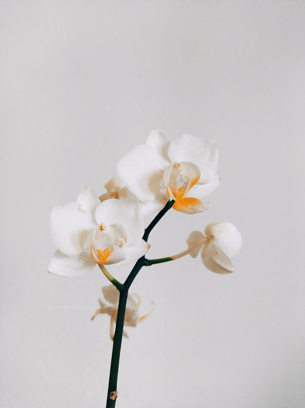Image by Neo Lee