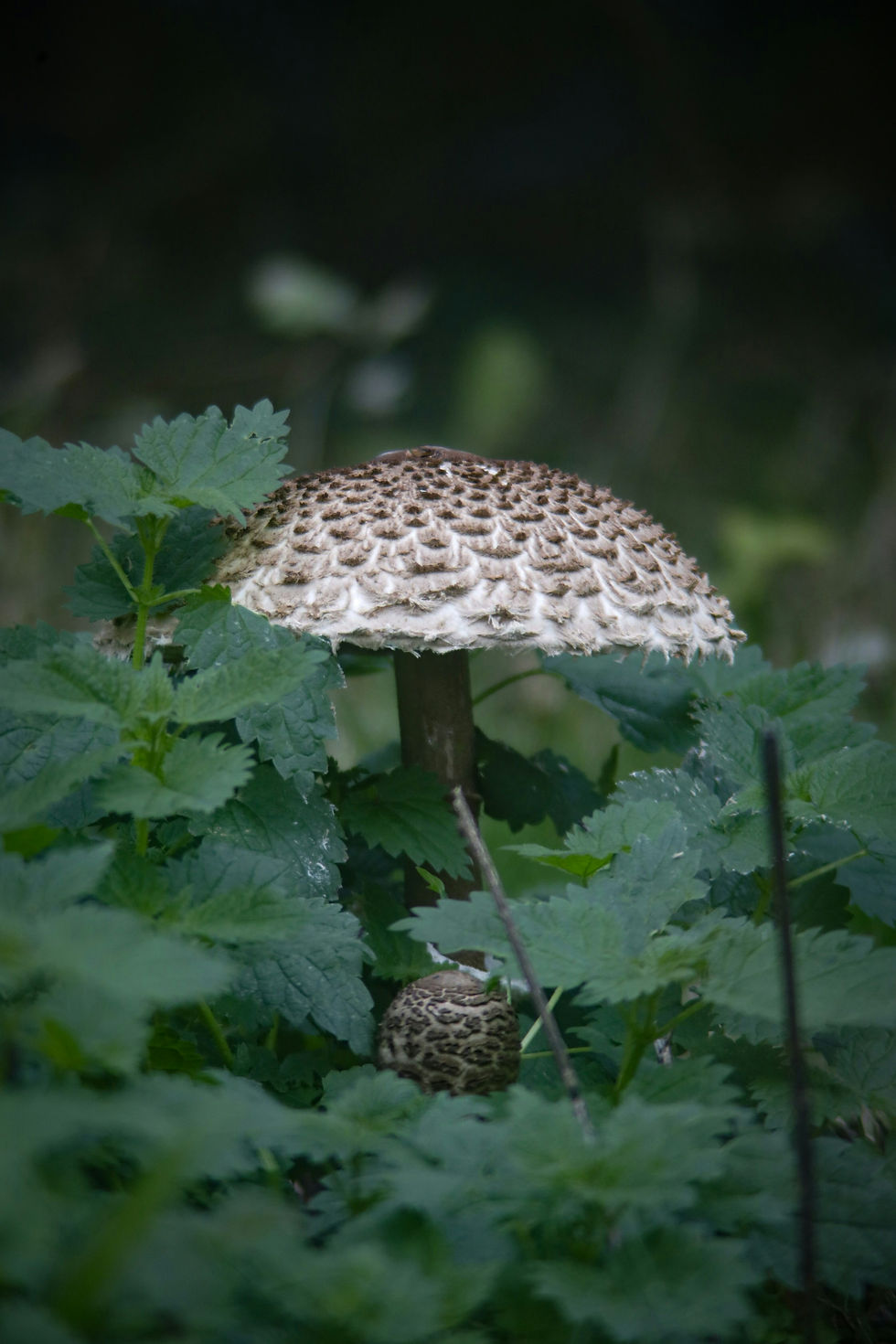 An image of a hedgehog mushroom nestled between some young nettle shoots
