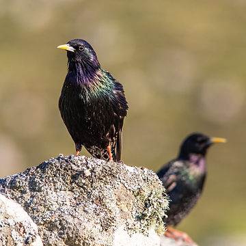 Image by Duncan McNab