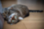 Tabby cat with green eyes lying on wooden floor, playfully stretching its paw on a gray cushion. Warm lighting, relaxed mood.