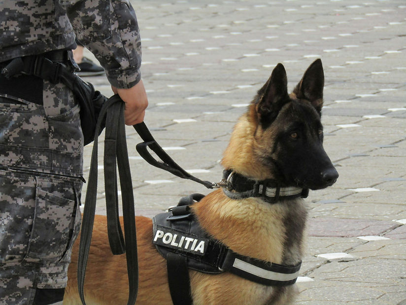 Image by Viorel Vașadi