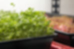 Grow Your Own - Microgreens Indoors