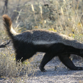 When I Grow Up I Want To Be A Honey Badger