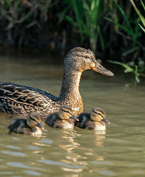 Image by Bob Brewer