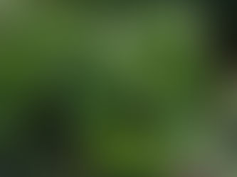 Alocasias: Guía completa sobre cuidado y mantenimiento