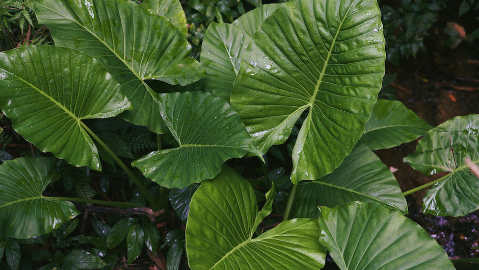 Alocasias: Guía completa sobre cuidado y mantenimiento