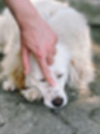 Inchaços subcutâneos em cães