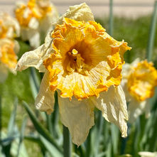 #LentVoices : Sacrifice and Reflection 