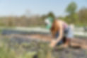 Person with green hat and orange gloves planting seedlings in a field next to black irrigation lines