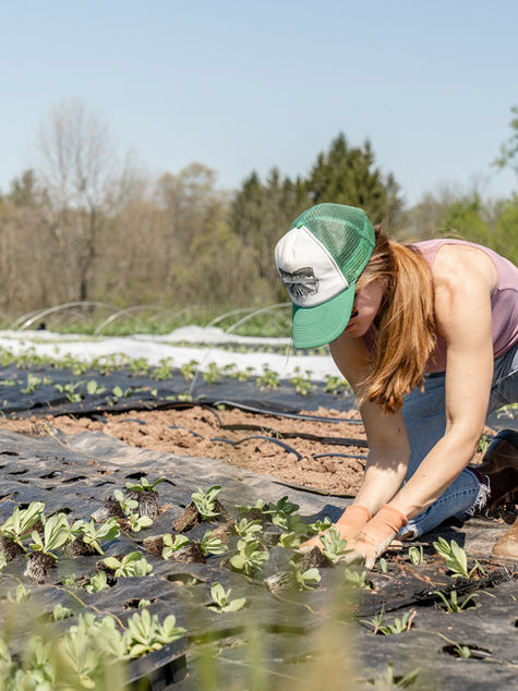 En Popayán hay un árbol por habitante y se reafirma el compromiso con la sostenibilidad ambiental