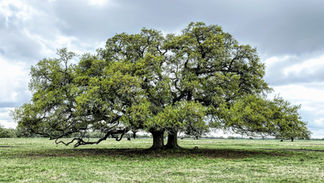 Ordinary Faith: Open Heartedness (Audio)