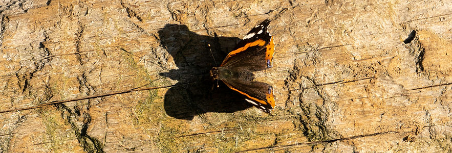 Image by Matteo Piscioneri