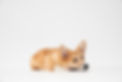 Image by fatty corgi