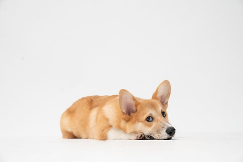Image by fatty corgi