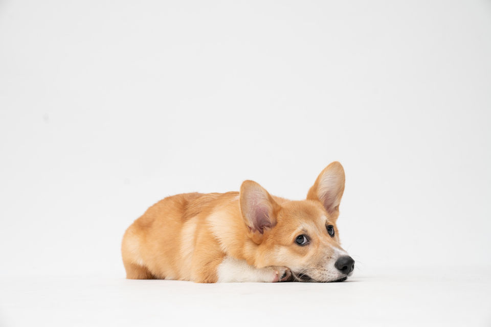 Image by fatty corgi
