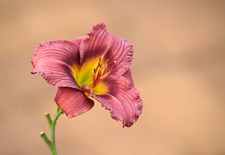 Image by Mary Hammel