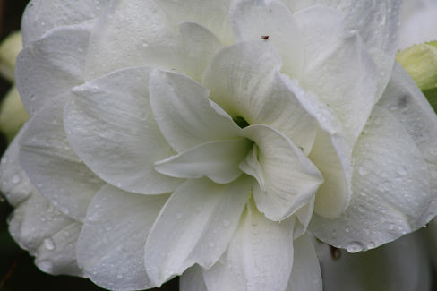Image by Heather Lind