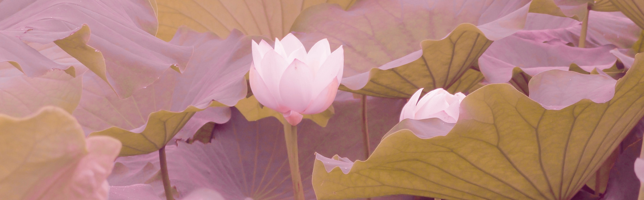 Image by Zhou Hong
