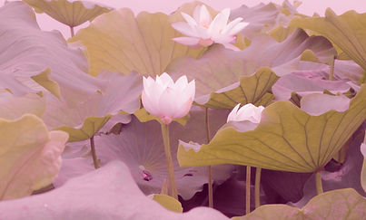 Image de Zhou Hong