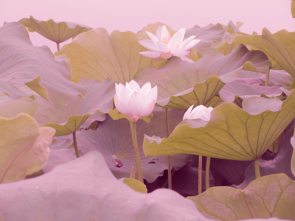 Image by Zhou Hong