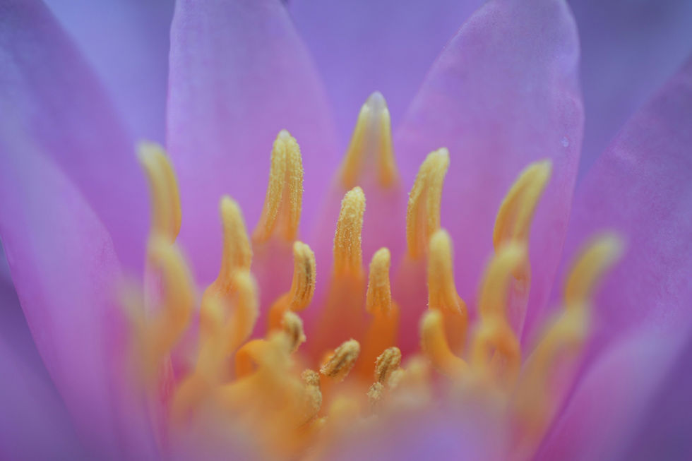 Image by Mika Beckstead