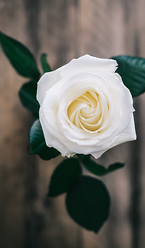 Image by Annie Spratt