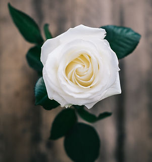 Image by Annie Spratt