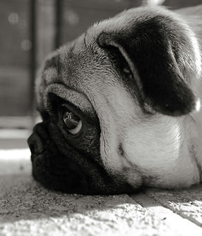 Image de David Valentine