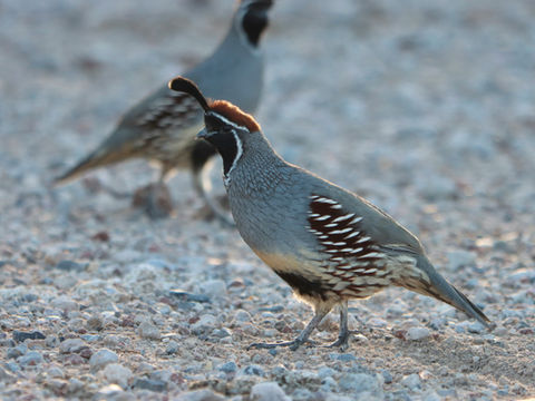 Wild Quail in NC Sandhills