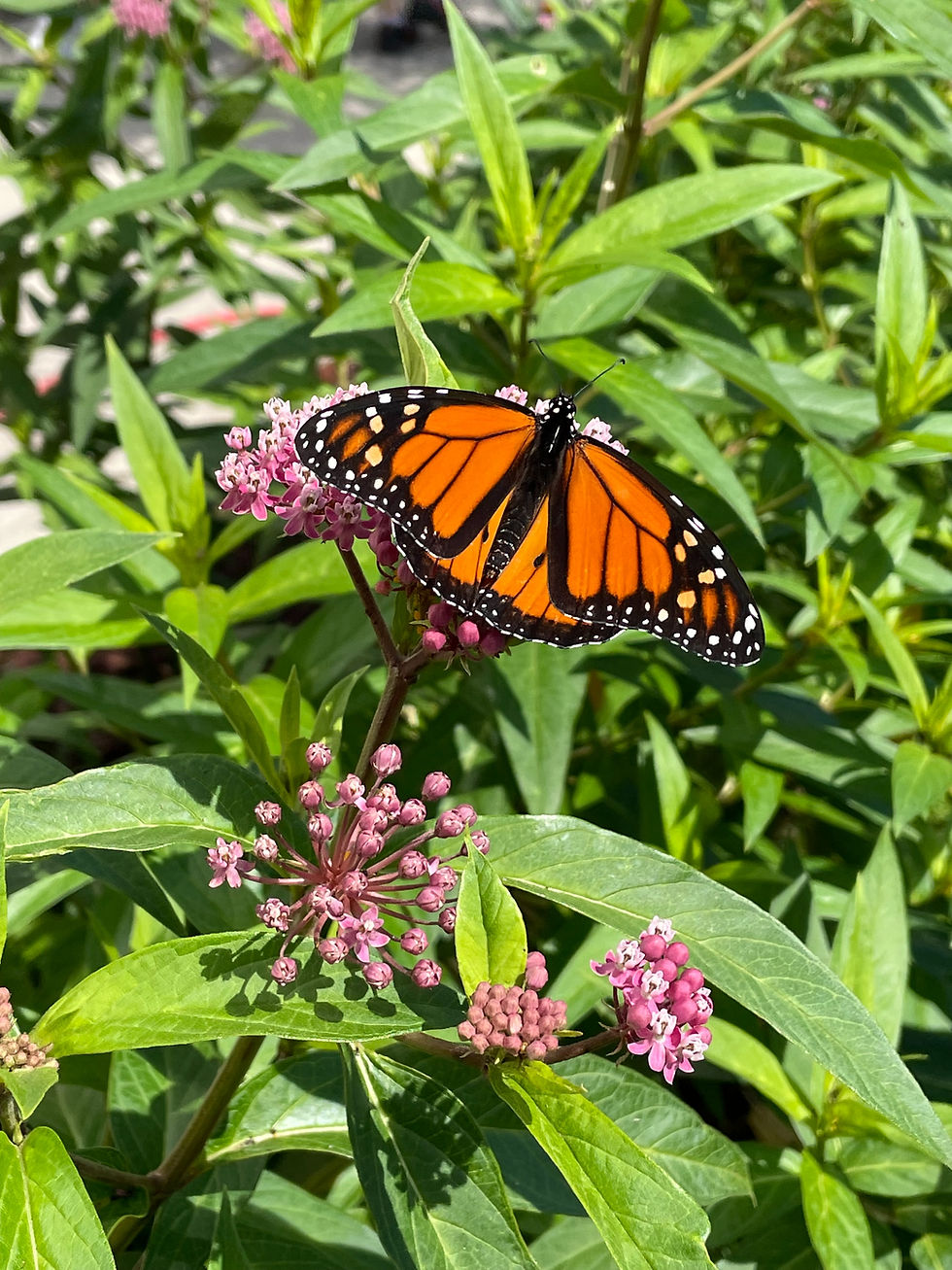 Monarch butterfly feeding on a pink swamp milkweed flower, highlighting an essential native plant-pollinator relationship in the Northeast.