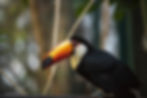 Toucan