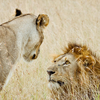 3 day safari from Zanzibar lion sighting in Tarangire National Park Tanzania