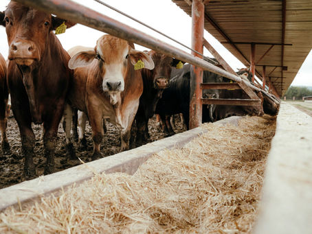 Grainfed beef sector hits new highs