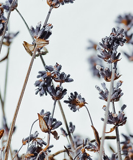 lavender