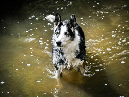Hydrotherapy vs Physiotherapy for Dogs
