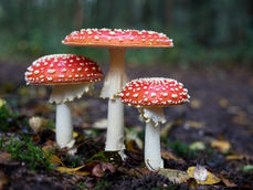 The Growing Fad of ‘Microdosing’ Mushrooms is Leading to An Uptick in Poison Control Center Calls and Emergency Room Visits