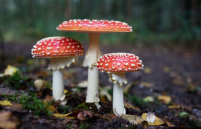 Image by Hans Veth
