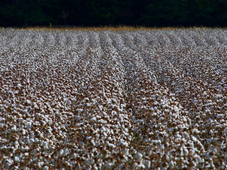 The Benefits of Plant-Based Yarn: A Maker's Guide to Fibres from the Ground Up