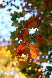 Image by Venkatesan P