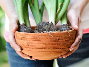 Diatomaceous Earth for Bulbs