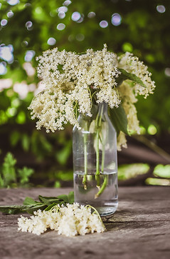 Image by Maja Vujic