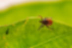 A tick on a leaf