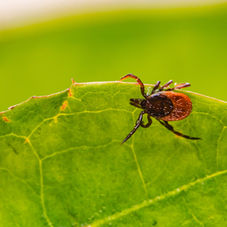 Can a Tick Bite Make You Allergic to Red Meat? Inside Alpha-gal Syndrome