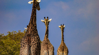 Image by Nadine Venter