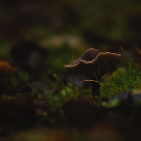 soft fading light symbolizing ignored intuitive signals